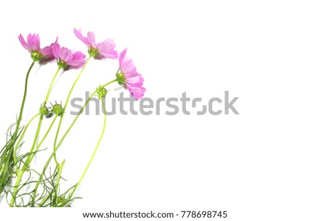 beautiful cosmos flower bloom field, natural object, clipping on white background
