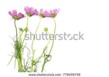 beautiful cosmos flower bloom field, natural object, clipping on white background