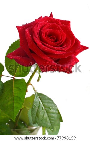One red rose on a light background