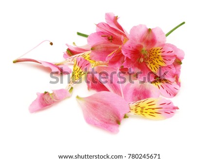  Beautiful Asltroemeria lily flowers on white background