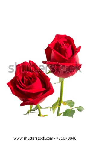 Close up image of the beautiful red roses with moisture of water, isolated on white background and clipping path is embedded.