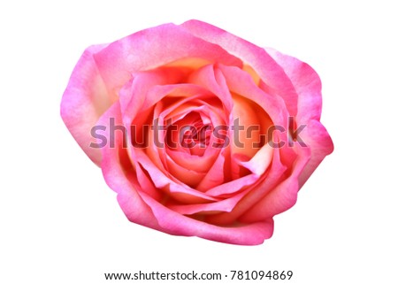 Top view pink rose flowers isolated on white background