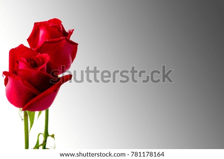Close up image of the beautiful red roses located on the left of frame for providing copy space. The rose is isolated on a linear gradient background and the clipping path is provided.