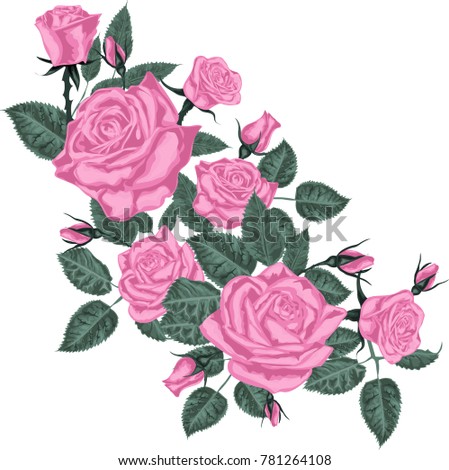 Pink  Roses  - Vector