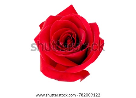 Red rose isolated on white Clipping Path
