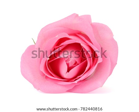 Single rose flower isolated on white background