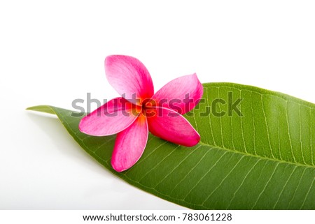 Tropical Pink Frangipani flower on frangipani leaf on white background
