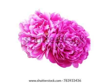peony in a white background