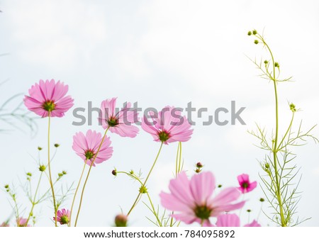 Pink cosmos flowers blooming in the garden with sky and sunlight