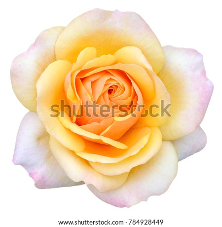 the Bud of a rose flower with petals light yellow, white rose isolated on the white background