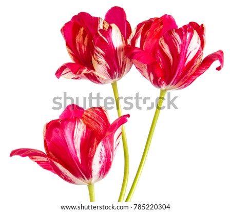 bouquet from three red tulips with white veins. Isolated on white background