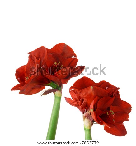 Close up of a red amaryllis on white background