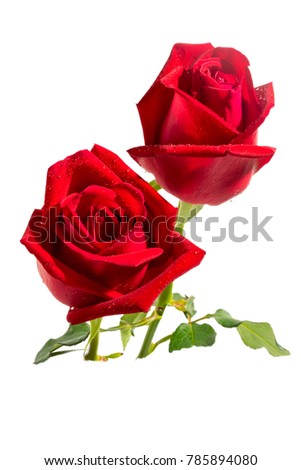 Close up image of the beautiful red roses, isolated on white background with embedded clipping path.