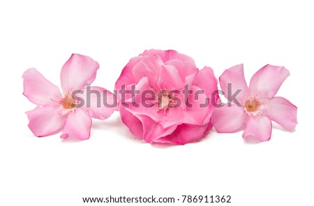 pink oleander flowers isolated on white background
