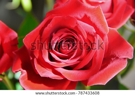A single red rose in all its glory.   Springtime rose petals, revealed at last from a a tightly coiled bud, open gently and spread their petals,  celebrating the season of love.  
