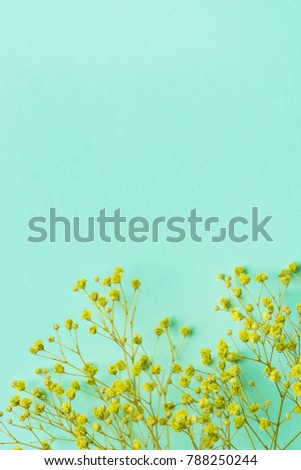 Small Twigs of Yellow Acacia Flowers Border Frame on Turquoise Background. Flat Lay Creative. Website Banner Template. Copy Space Easter Mother's Days Greeting Card Poster