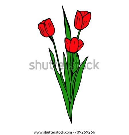 Tulip flower illustration. Doodle style. Design, print, decor, textile, paper