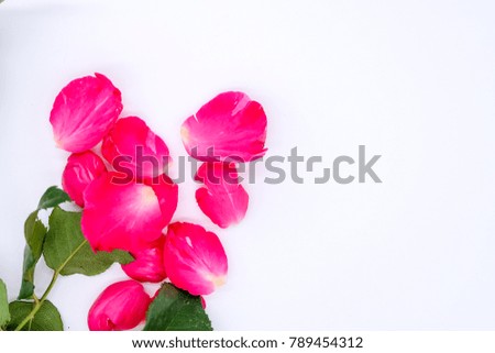Petals of rose isolated on white background, happy valentines’ day concept