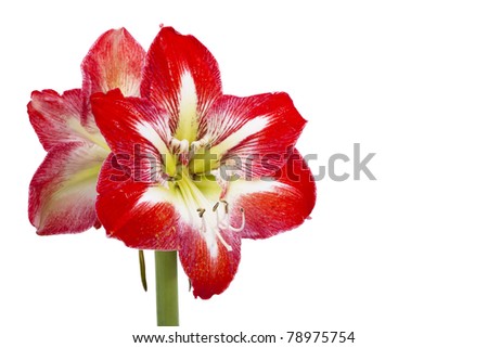 Red decorative flowers on a white background.