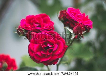 Branch of flower rose in gsrden, summer. Selective focus. 