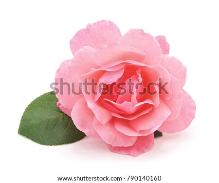 Beautiful pink rose isolated on a white background.