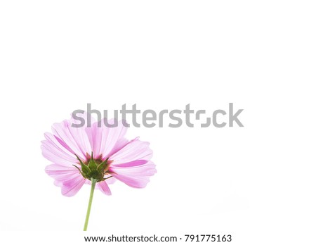 Cosmos flower on white background
