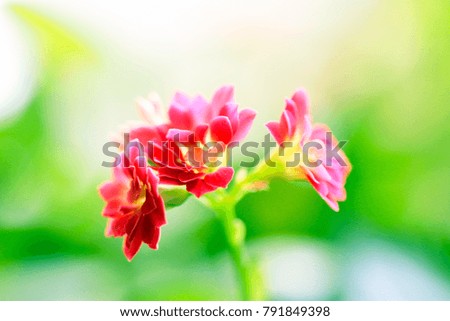 lovely pink small flowers of a house plant