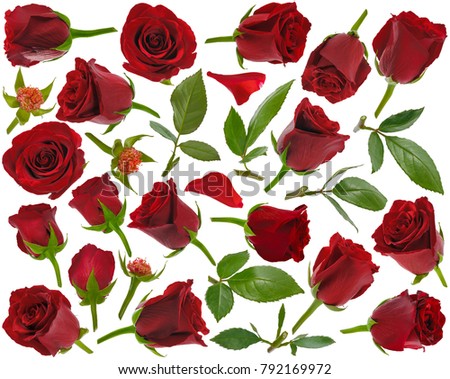Red rose buds leaves and petals at various angles isolated on white background