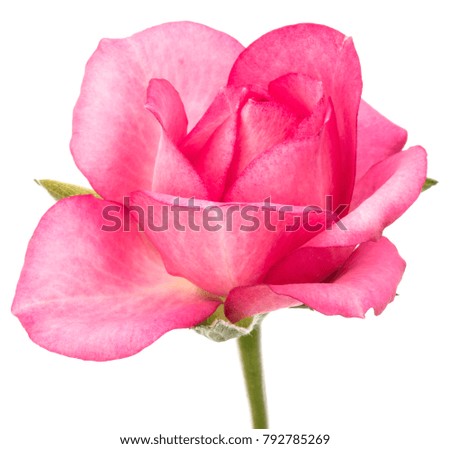 one pink rose flower isolated on white background cutout