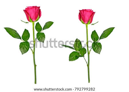 Flower bud roses on a white background