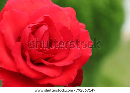 Isolated big red rose in a garden, symbol of love, romance, admiration and celebration. Valentine's Day, birthday, anniversary. 