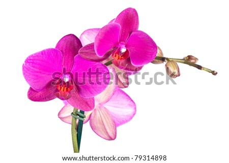 Pink moth orchid (Phalaenopsis species) isolated on white background