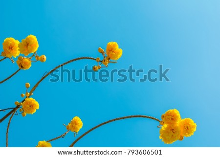 Yellow cochlospermum regium flowers with blue sky.