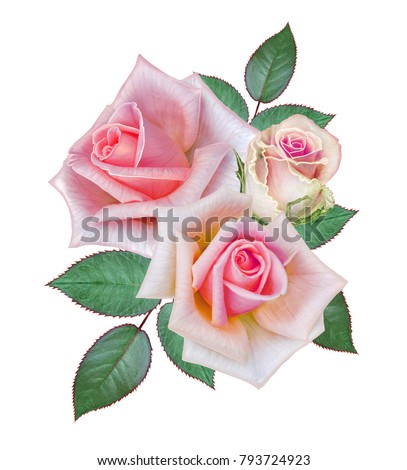 Floral background.Bouquet, composition of flowers, tender pastel pink roses and leaves. Greeting card, invitation, business card. Isolated on white background.