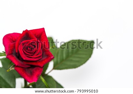 red rose with white background