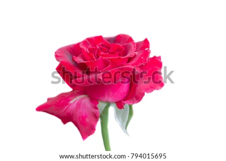 Red rose blooming isolated on white background