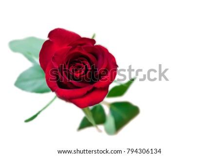 Romantic dark velvet red rose isolated on white background.