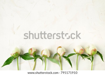 Young and beautiful peony flower blossoms on white concrete textured background. Copy space, top view, close up.