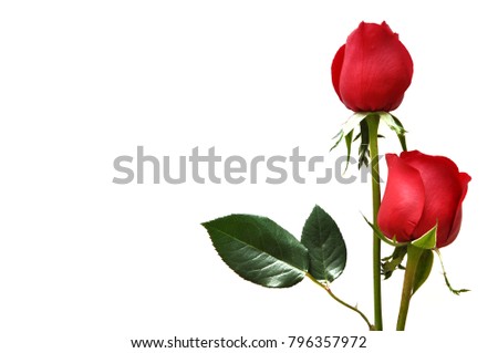 The fresh red color rose with leaf isolated on white background that have space for text. Rose is flower that the lover likes to give to each other for Valentine’s Day in 14 February of every year.