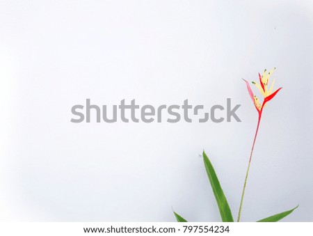 A Flower with Soft White Background
