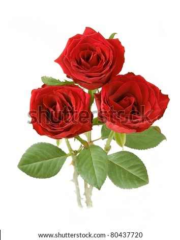 Bunch of red roses isolated on white