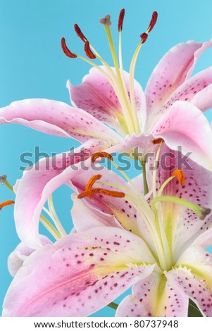 Pink lily flower over blue background