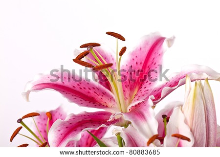 Close-Up of pink Lilies on white background
