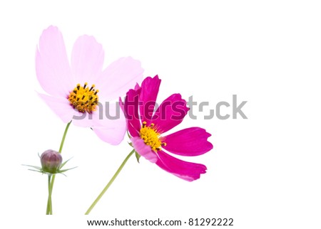 Flowers on the white background