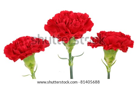 Three carnation flowers isolated on white