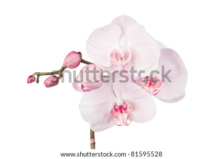 Blooming pink orchid (phalaenopsis) with opening buds.
