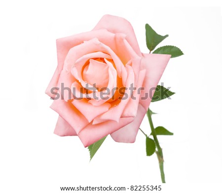 Pink rose with early dow isolated on white