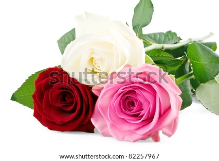 Mixed roses isolated on white background