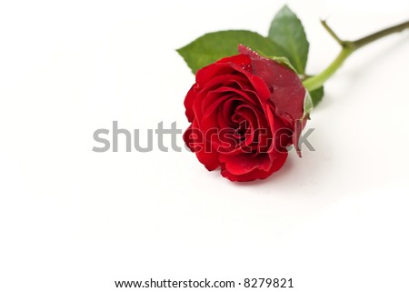 A beautiful red rose composed over white.