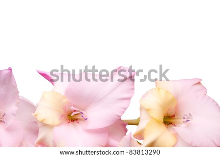 Studio Shot of Pink Colored Gladiolus Isolated on White Background